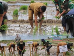 Bupati Monadi Dorong Produktivitas Pertanian Lewat Tanam Padi di Lahan Terbengkalai Pendung Talang Genting