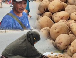 Harga Kentang di Pasar Kerinci Anjlok, Kini Rp8 Ribu per Kilogram