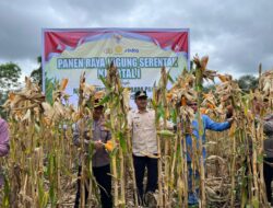 Wabup Murison Hadiri Panen Raya Jagung Polres Kerinci, Dukung Swasembada Pangan 2026